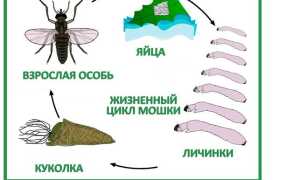 Сколько живут мошки