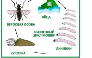Сколько живут мошки