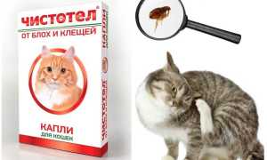 Капли Чистотел от клещей и блох для кошек