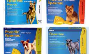 Инструкция по применению капель Практик для собак