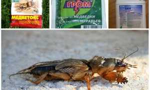 Средства от медведки в огороде