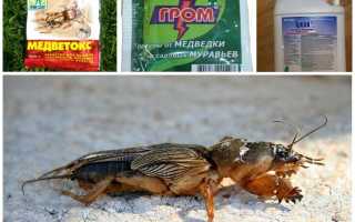 Средства от медведки в огороде