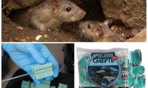 Яд для крыс и мышей