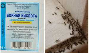 Борная кислота против муравьев в квартире и огороде