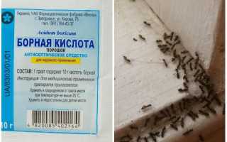 Борная кислота против муравьев в квартире и огороде