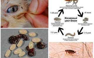 Обработка от блох квартиры, дома или другого помещения