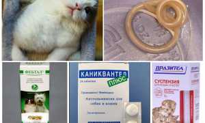 Почему кошка чешется, если нет блох