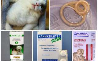 Почему кошка чешется, если нет блох