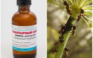 Нашатырь (аммиак) от тли