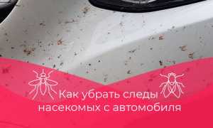 Дезинфекция от насекомых в автомобиле: Как сохранить чистоту и здоровье