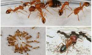 Муравьи Lasius Flavus