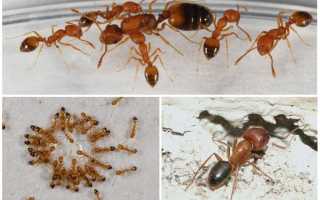 Муравьи Lasius Flavus