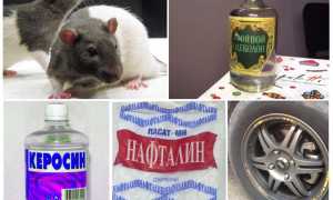 Чего боятся крысы и мыши