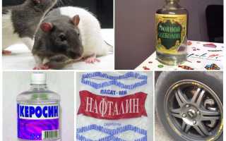 Чего боятся крысы и мыши