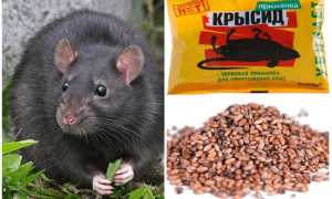 Эффективные средства от грызунов
