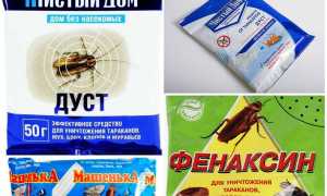 Отрава для клопов в домашних условиях