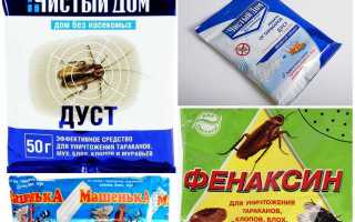 Отрава для клопов в домашних условиях