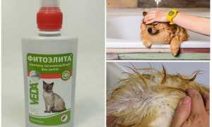 Обработка собак от блох и клещей