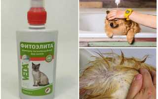 Обработка собак от блох и клещей