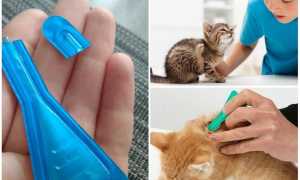 Что будет, если кошка или кот слижет капли от блох
