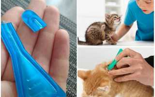 Что будет, если кошка или кот слижет капли от блох