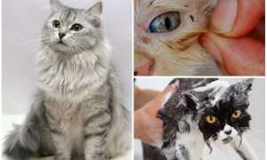 Шампуни от блох для котят и кошек