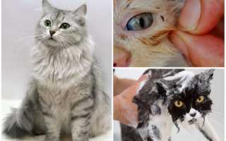 Шампуни от блох для котят и кошек