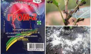 Гром 2 от муравьев