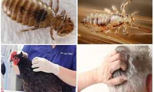 Как избавиться от куриных вшей