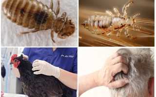 Как избавиться от куриных вшей
