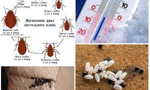 При какой температуре умирают клопы и их личинки