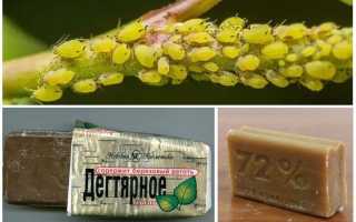 Дегтярное и хозяйственное мыло от тли на растениях