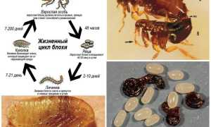 Описание и фото постельных блох
