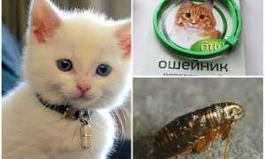 Какие ошейники от блох для котят лучше и с какого возраста их можно одевать