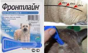 Капли Фронтлайн для собак