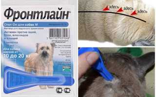 Капли Фронтлайн для собак