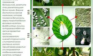 Как бороться с насекомыми в теплице: эффективные стратегии и советы