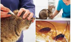 Капли на холку для кошек от блох и глистов