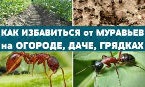 Как избавиться от муравьев в саду: испытанные способы и советы