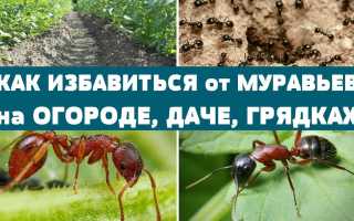 Как избавиться от муравьев в саду: испытанные способы и советы