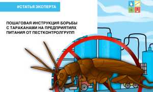 Как бороться с насекомыми в офисе: практическое руководство