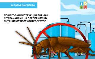Как бороться с насекомыми в офисе: практическое руководство