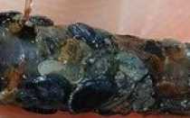 Ручейник для рыбалки: где найти, как добывать и использовать?