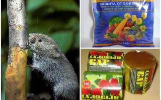 Как спасти яблоню, если кору объели мыши