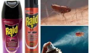 Raid от блох в квартире