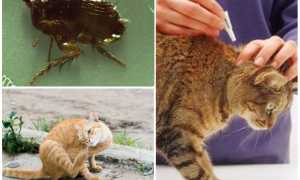 Народные средства от блох у кошек, котов и котят