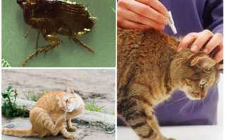 Народные средства от блох у кошек, котов и котят