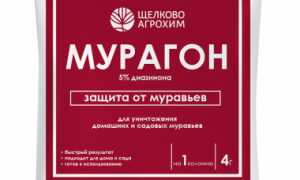 Как эффективно бороться с насекомыми в теплице: практическое руководство по дезинфекции