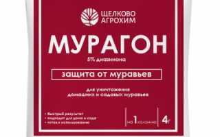 Как эффективно бороться с насекомыми в теплице: практическое руководство по дезинфекции