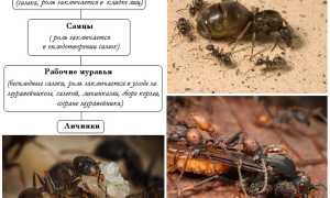 Всё про муравьев